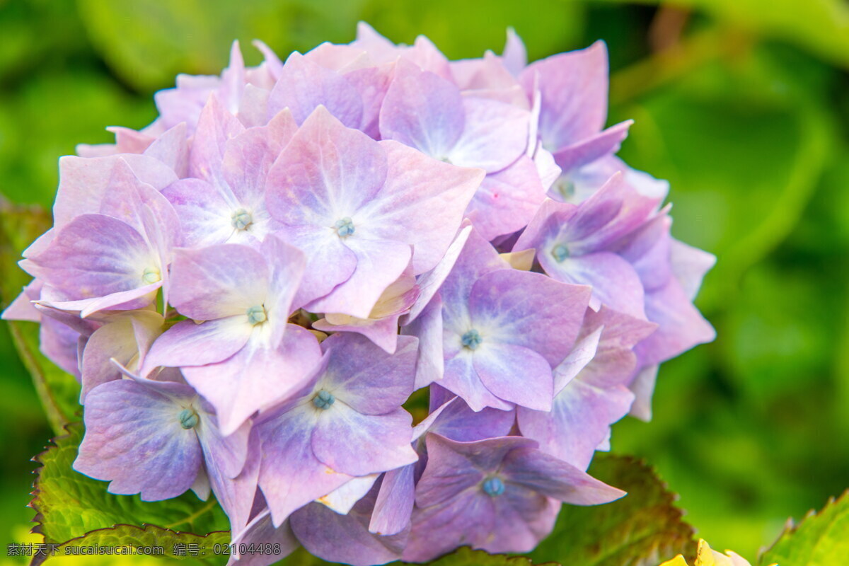 紫色 绣 球花 唯美 高清 球状 花团 粉色 花朵 鲜花 花卉 绿色