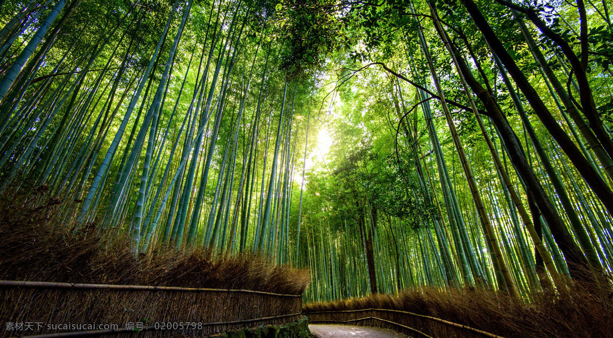 绿色的竹林 风景 风光 树林 绿色 竹林 阳光 自然景观 自然风景