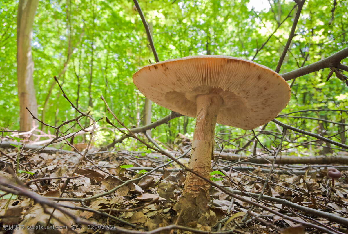 生长 树林 里 蘑菇 菌类植物 菌类生物 蘑菇摄影 其他类别 生活百科 绿色