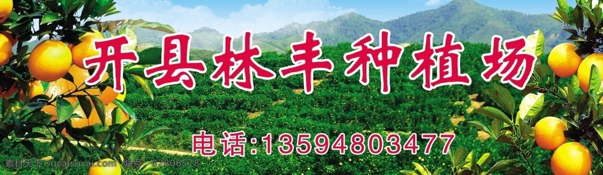 柑橘海报 柑橘 橘林 果园 果园柑橘 分层 源文件