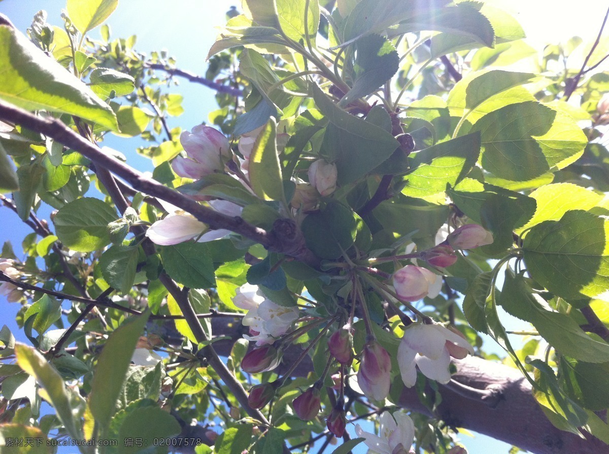 苹果花 蓝天 绿叶 白花 粉花 果树 摄影图片 生物世界 花草 灰色