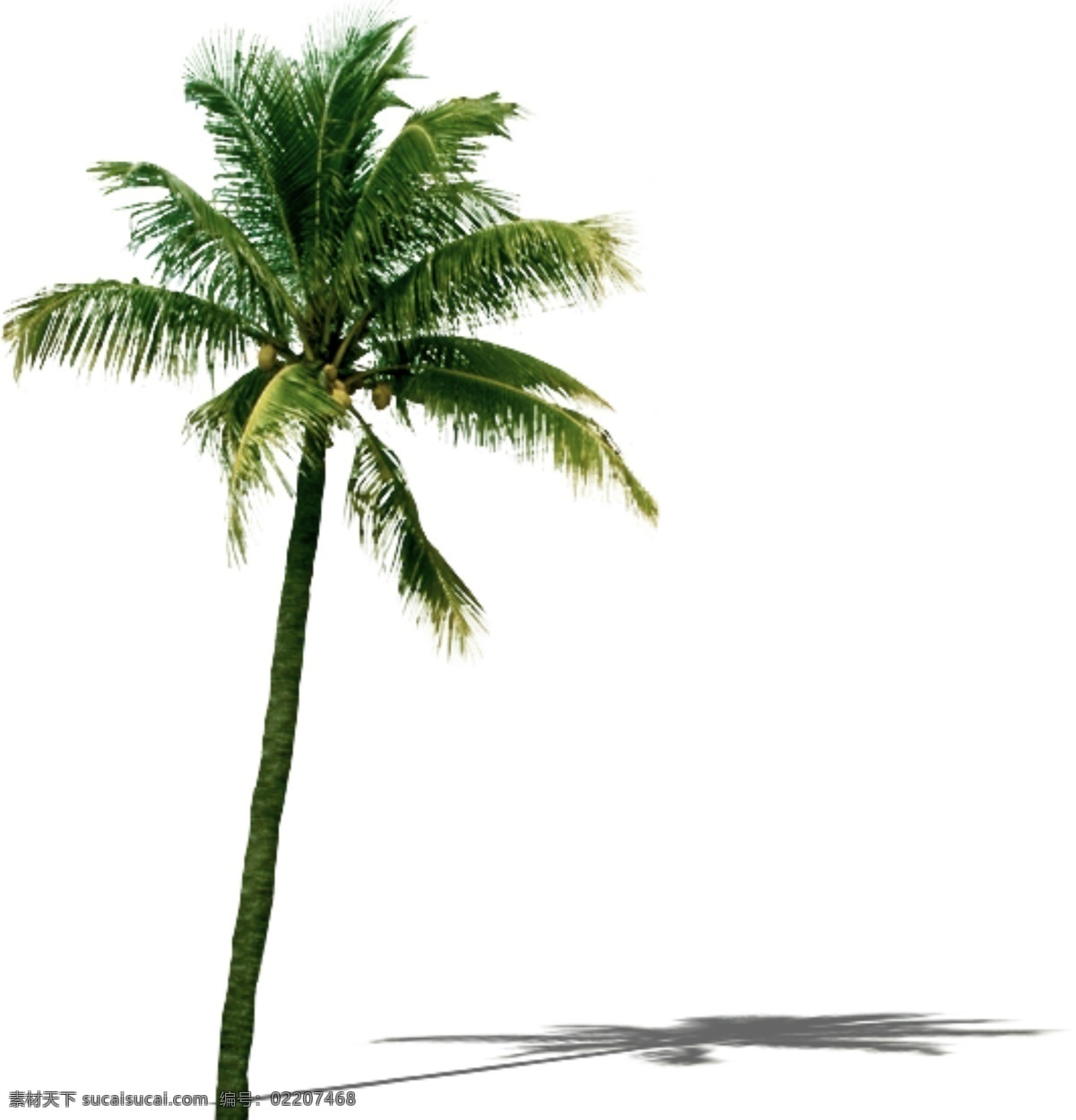 3d 室外 效果图 环境 椰子树 分层 后期素材 源文件 植物 植物素材 模板下载 各种植物 后期 原创设计 原创装饰设计