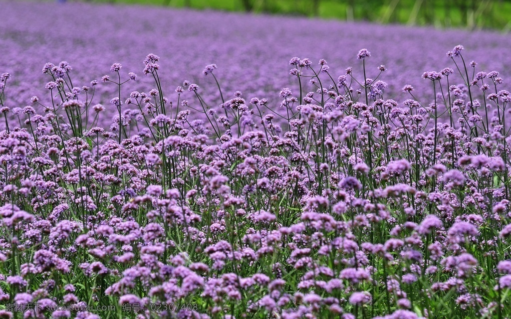 紫色马鞭草 紫色 马鞭草 花田 花卉 野荆芥 花草集 生物世界 花草