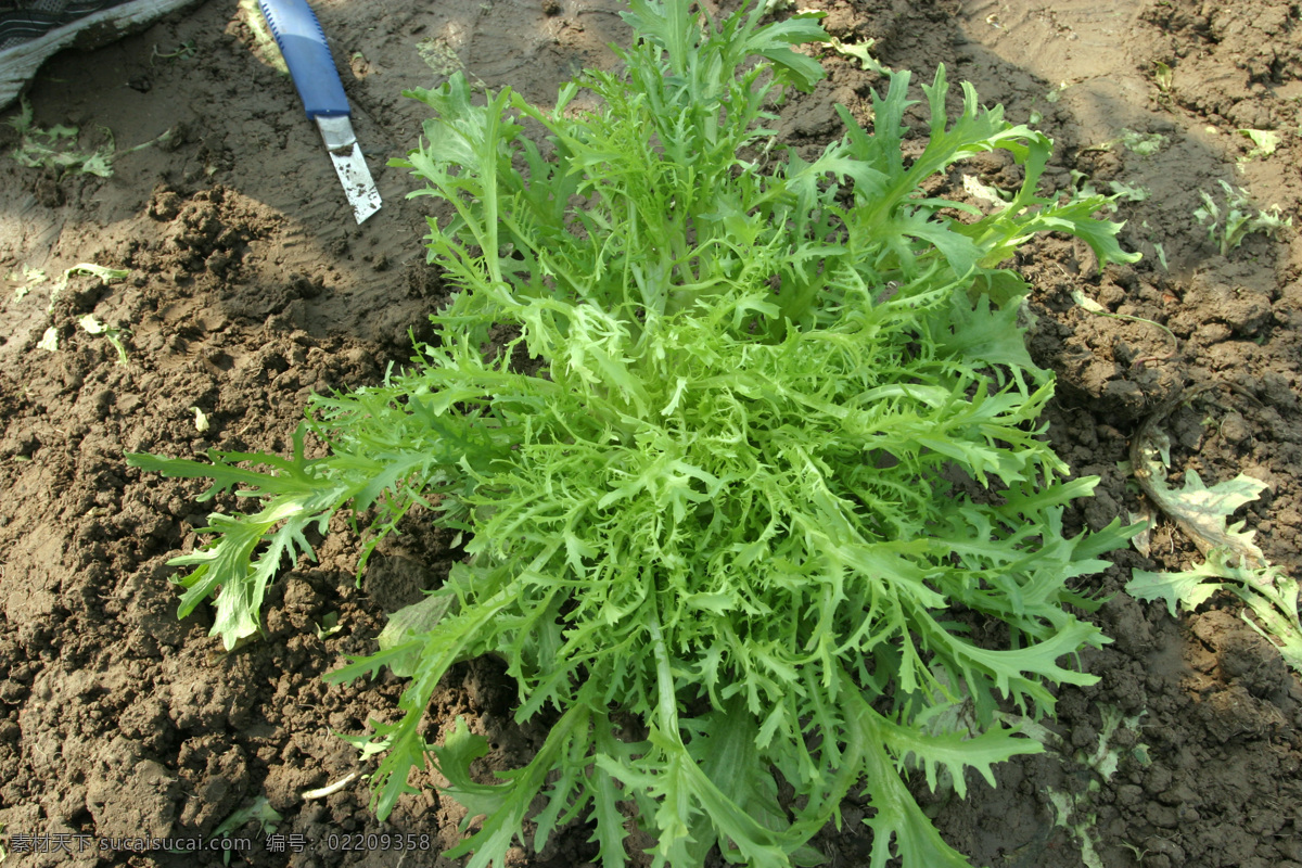苦菊 绿叶 绿色 菜园 菜 夏天 生物世界 蔬菜