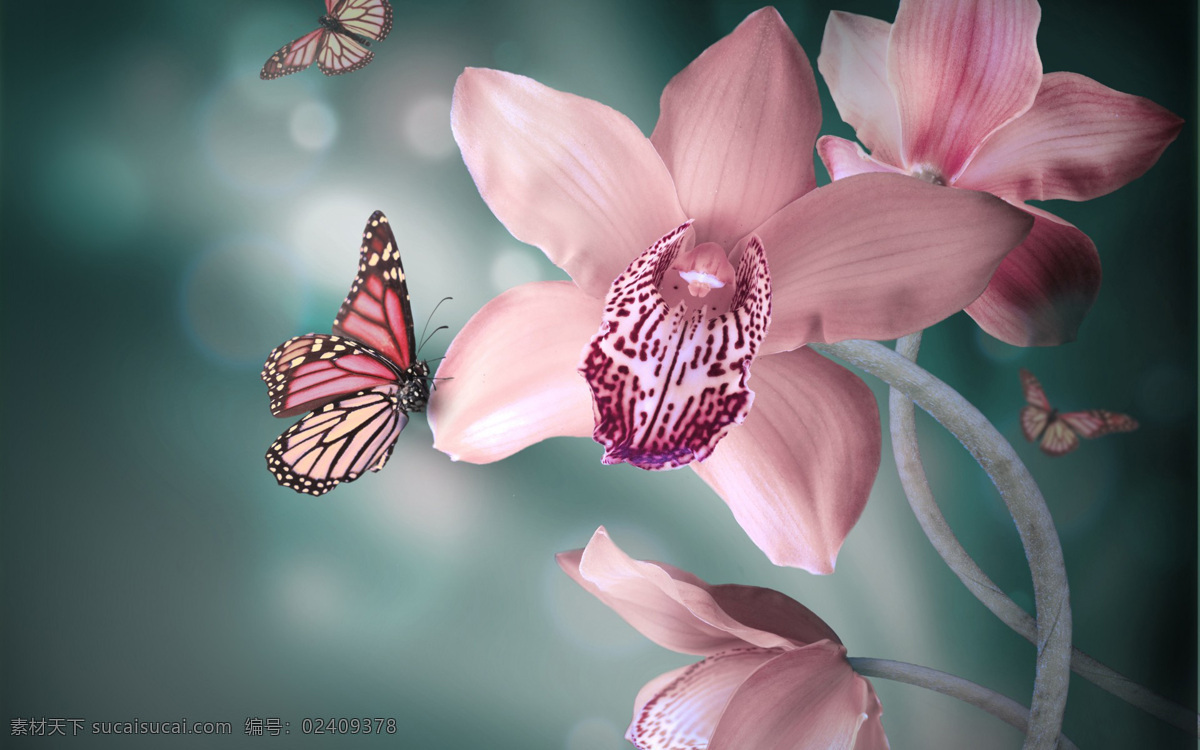 高清 美丽 彩色 蝴蝶 飞禽 昆虫 唯美