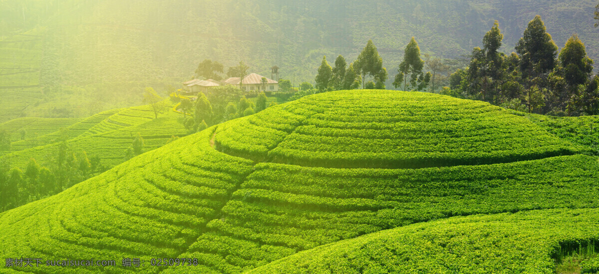 茶山 绿色 茶树 茶场 风景 植被 茶叶 绿地 绿 植物 山丘 丘陵 自然美景 美丽茶山 景色 茶山风景 茶园 美丽风景 风景摄影 自然景观 田园风光 旅游摄影 国内旅游