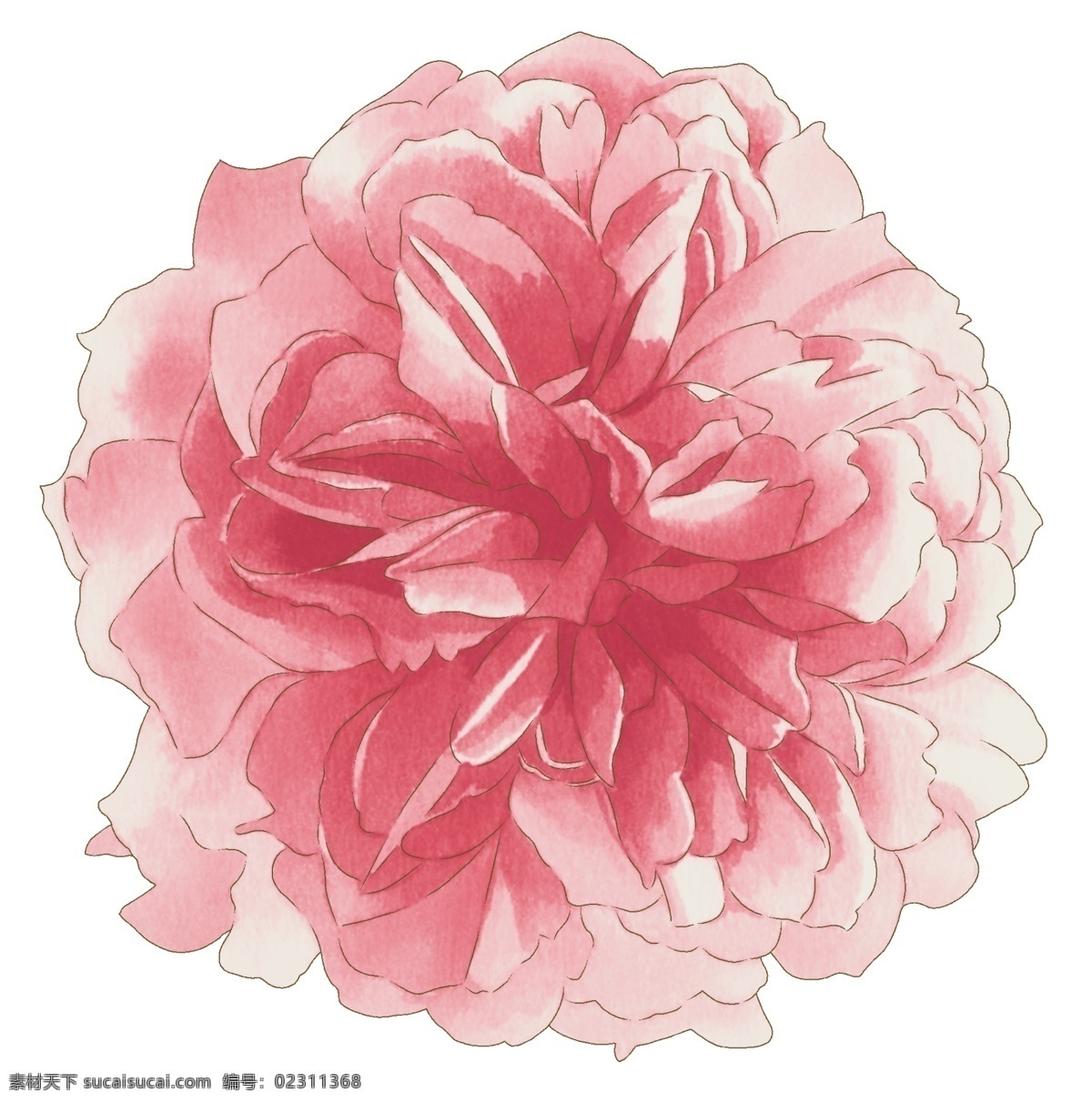 粉红 花卉 粉红花朵 花卉花纹 花卉图案 粉红花卉 psd源文件