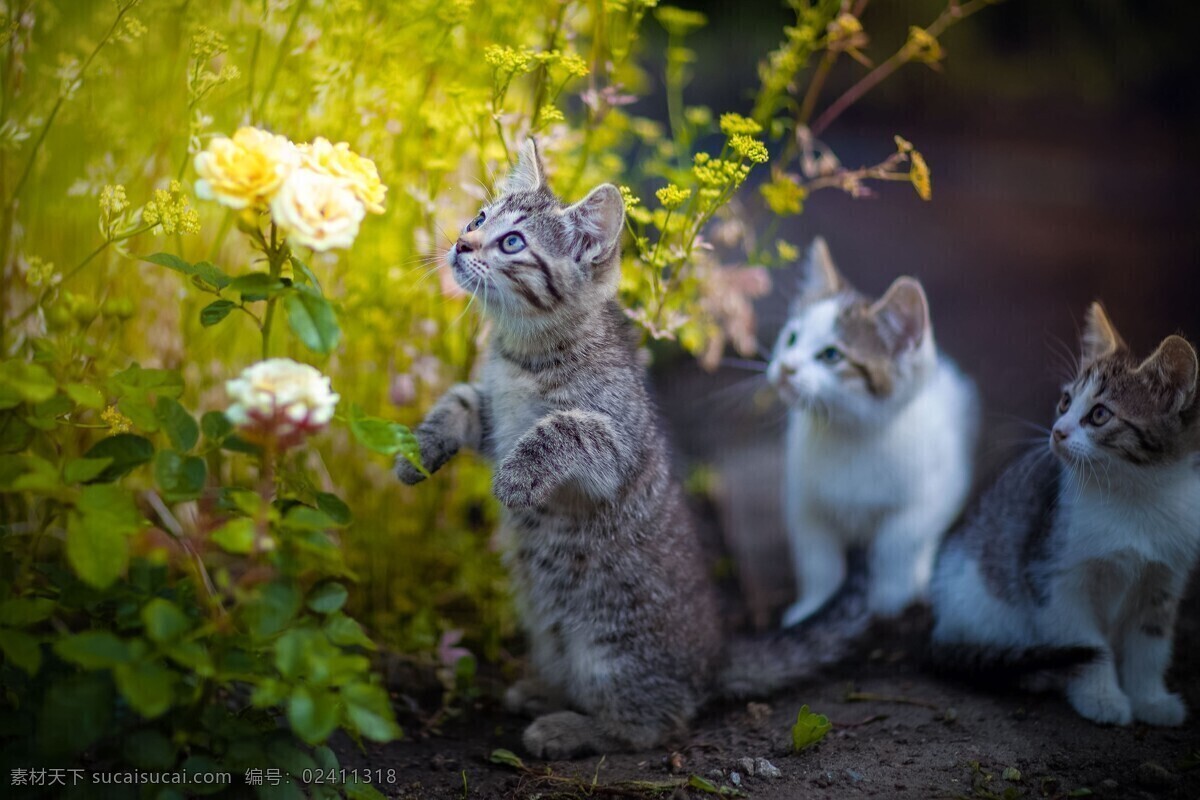 小猫 宠物 猫咪 背景 桌面 生物世界 家禽家畜