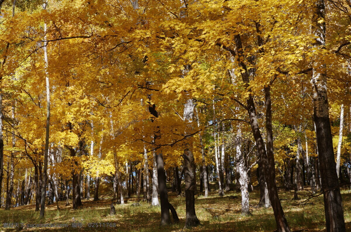 梧桐树 灌木林 桦树林 秋色 黄色的叶子 黄色 生物世界 树木树叶 棕色