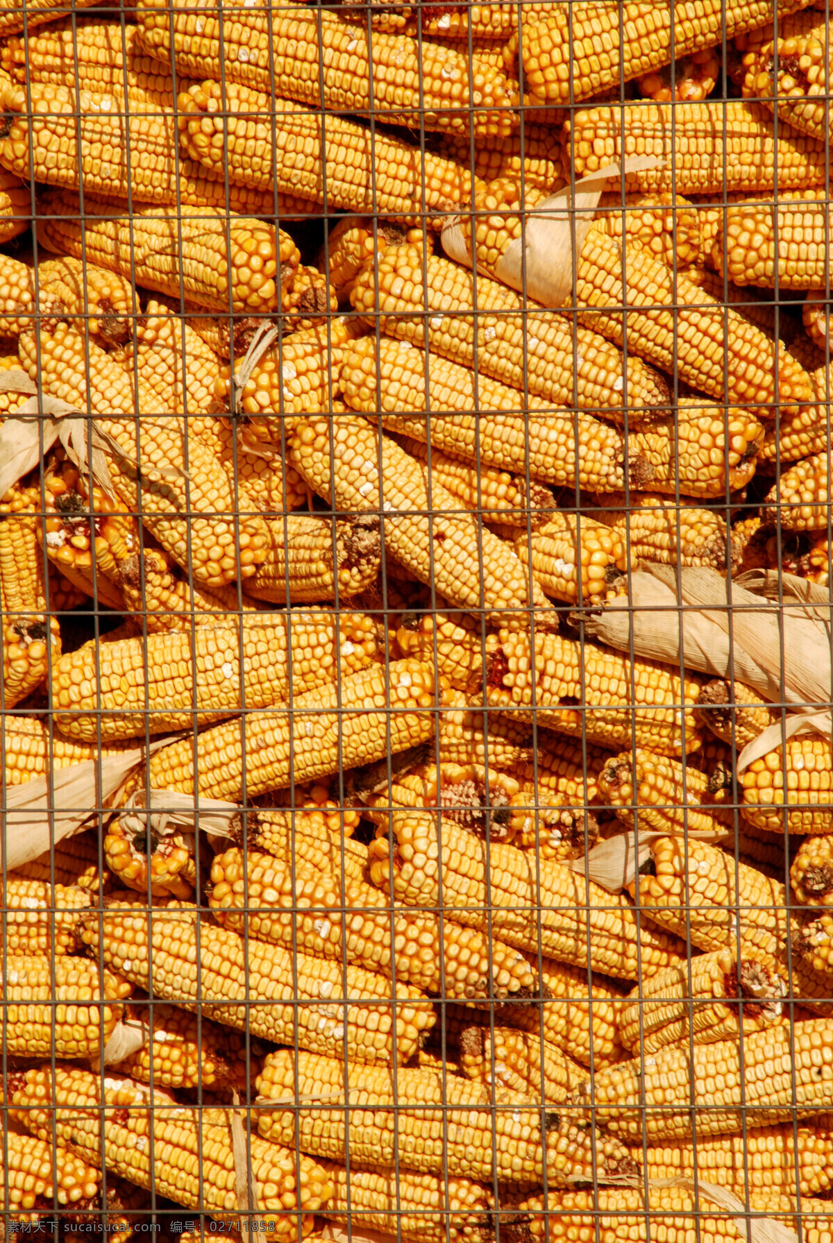 许多 金色 玉米 金色玉米 包谷 食物 食品 玉米棒 粮食 农产品 食材 食物原料 食材原料 玉米穗 玉米粒 农作物 特写 丰收 网 铁质 囤起来 堆起来 许多玉米 农业生产 现代科技