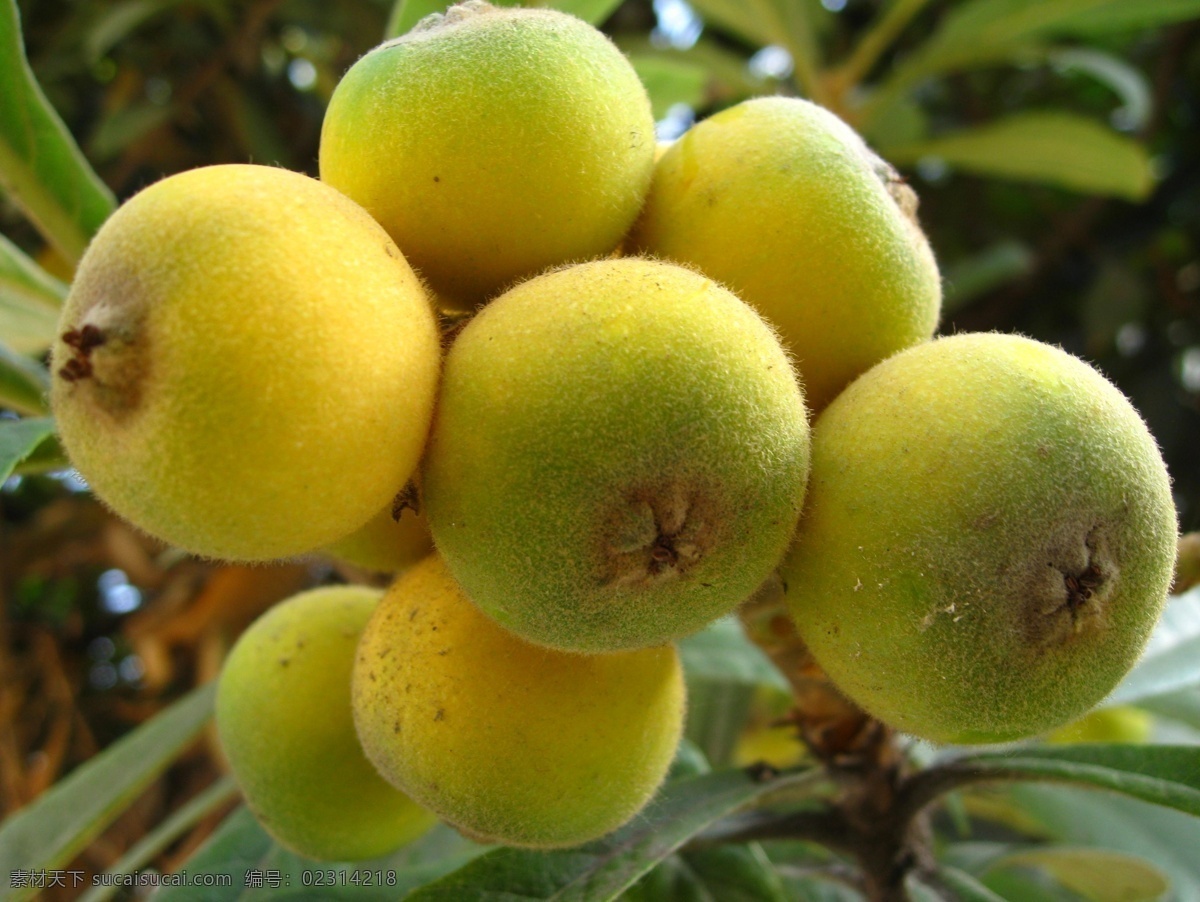 枇杷果 初夏 果实 枇杷 枇杷树 圆形 植物 黄色 水果 树木 树叶 生物世界