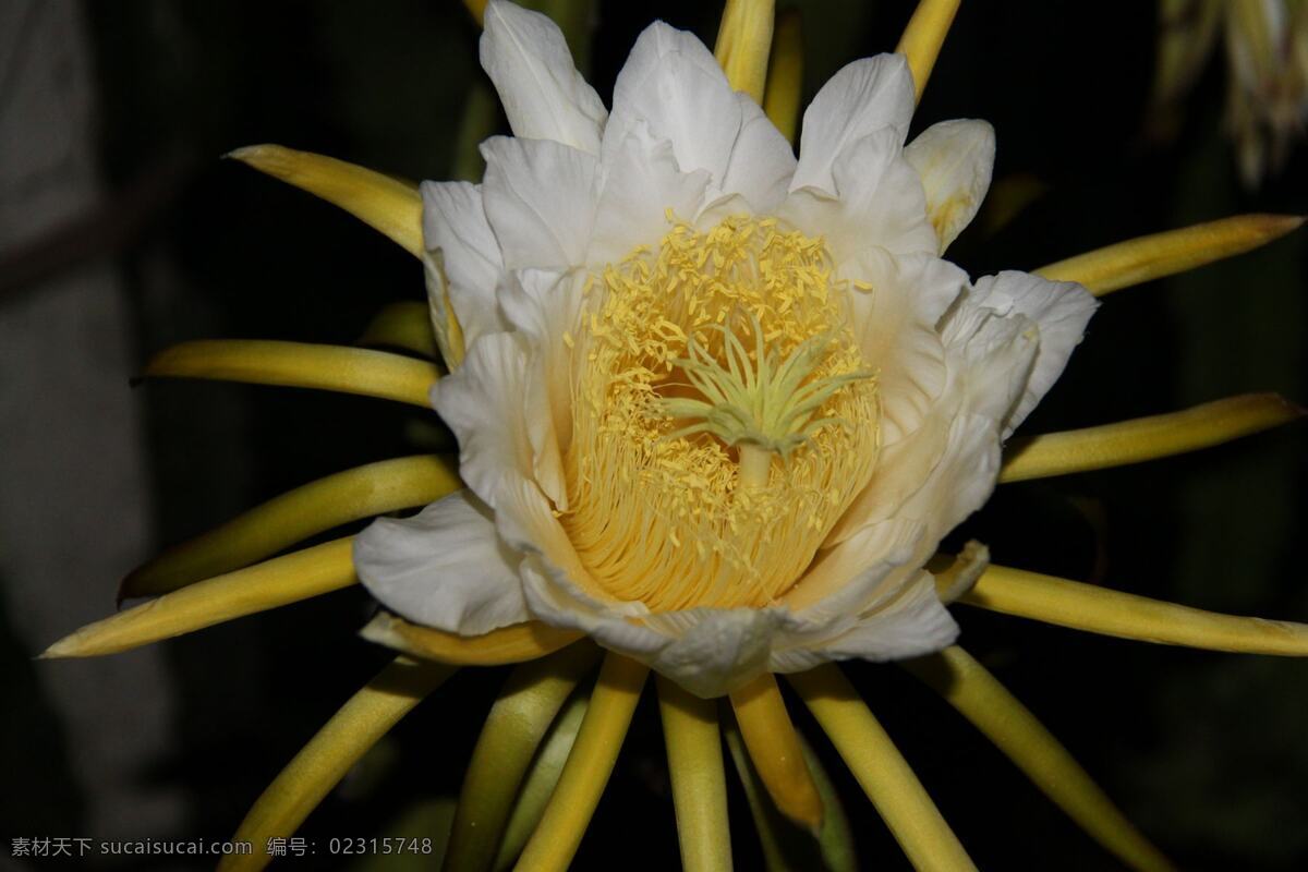 白色 昙花 高清 花朵 花蕊 花卉 花