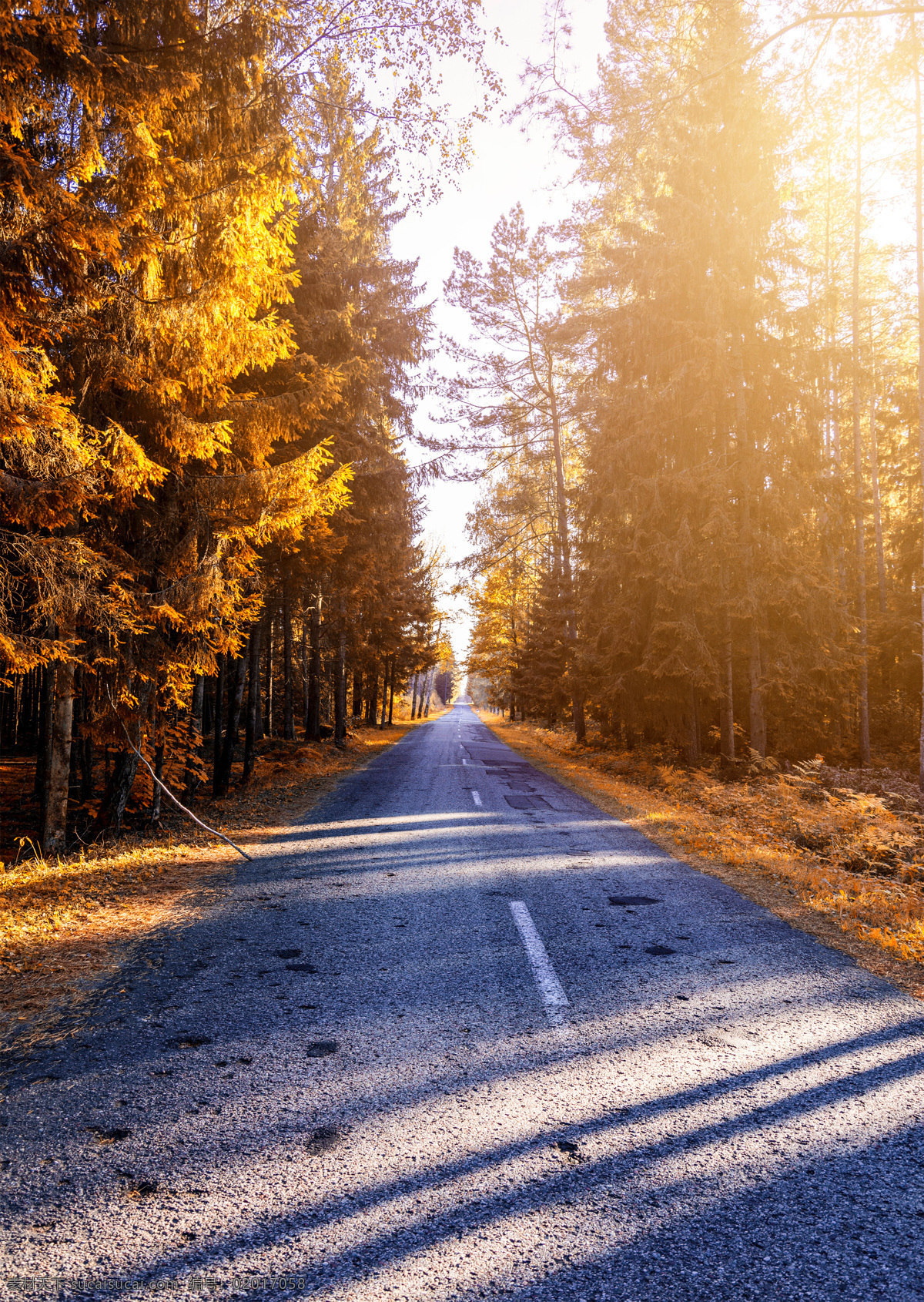 自然景观 道路 树木 树林 田园风景 自然素材 森林素材 森林 植物 自然 山川河流 大自然风光 风景 景色 田园