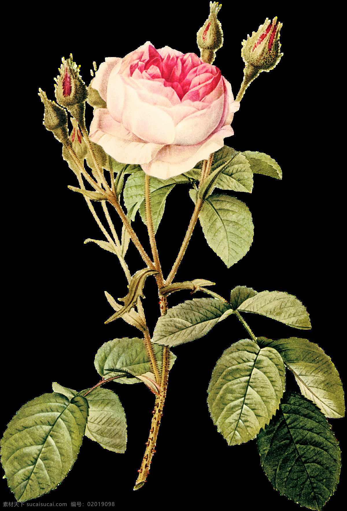 手绘 淡雅 复古 花朵 透明 玫瑰花 粉红色 清新 绿叶 花苞 透明素材 装饰图案