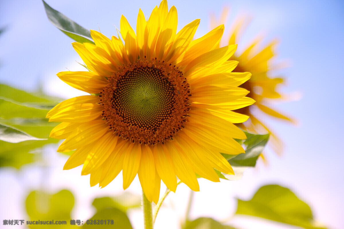 向日葵 太陽花 希望之花 黄色