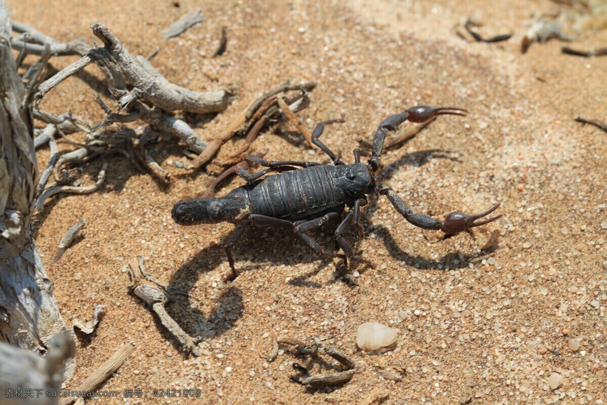 蝎子 毒刺 美食 中药 钳蝎 养殖 生物世界 野生动物