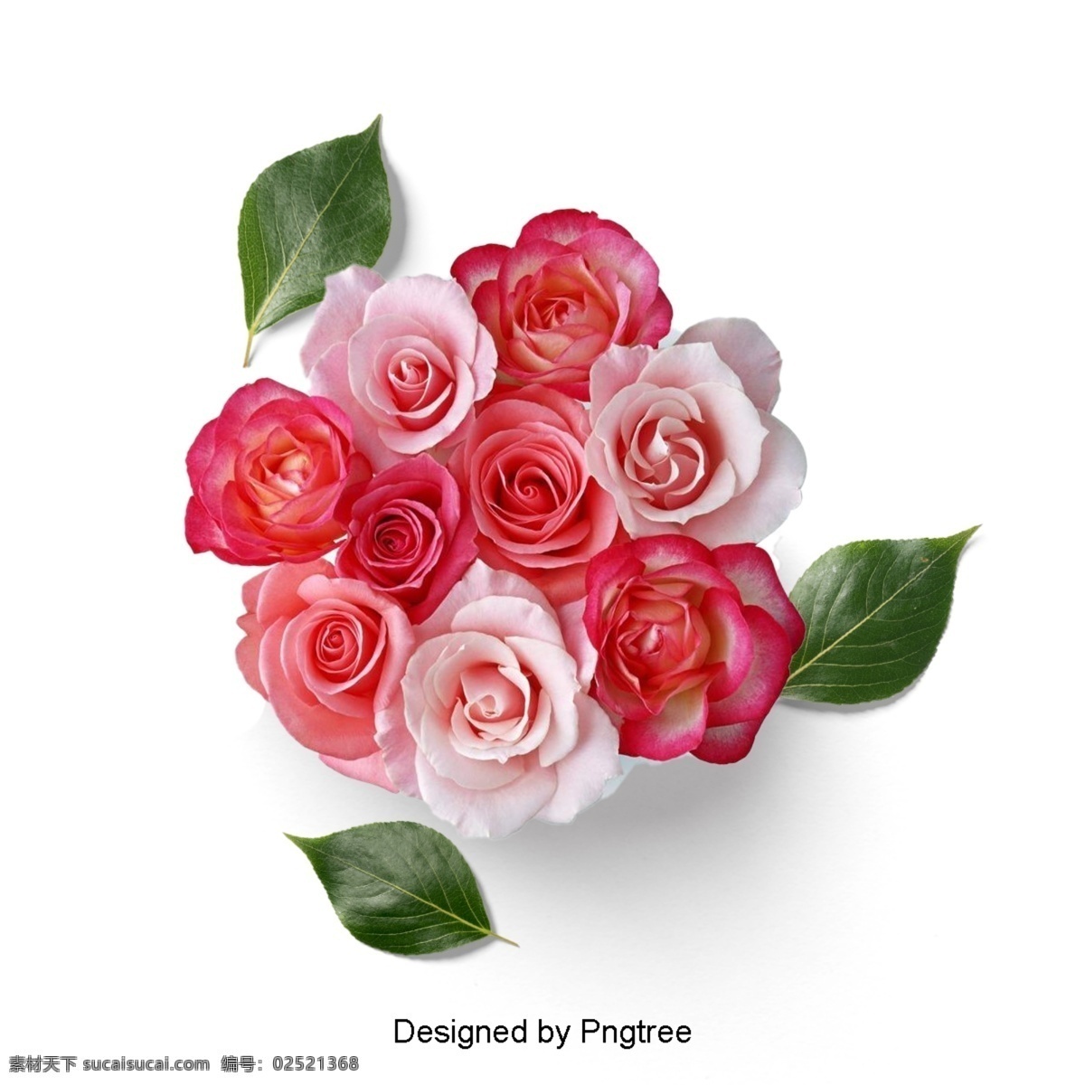 美丽 鲜花 花瓣 花 叶枝 新鲜 开花 绿叶 簇