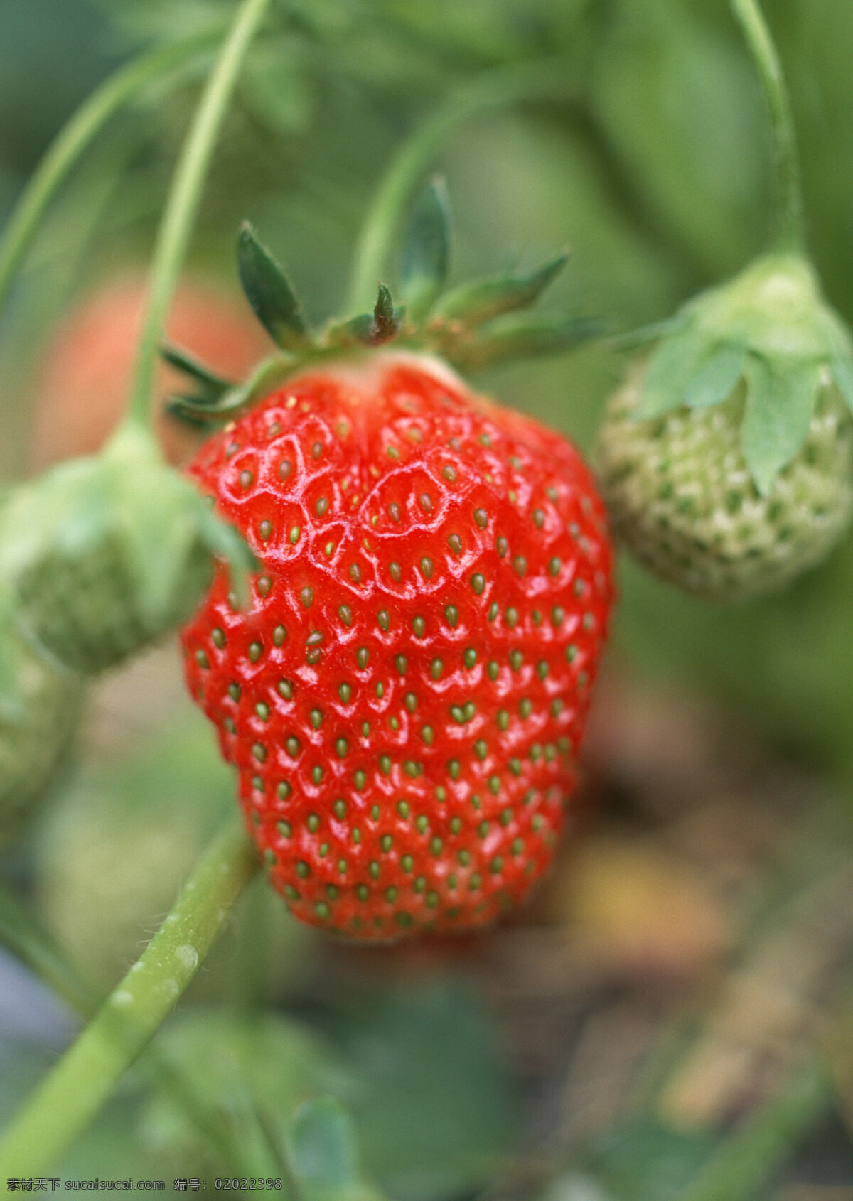 草莓高清摄影 草莓 草莓园 水果 果子 生物世界 摄影图片 水果图片 水果素材 绿色 健康水果 新鲜水果 水果蔬菜 餐饮美食 红色