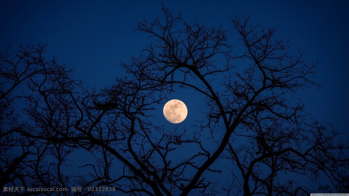 树梢 月夜 图 月亮 夜晚 摄影图 高清壁纸 背景图 自然景观 自然风景