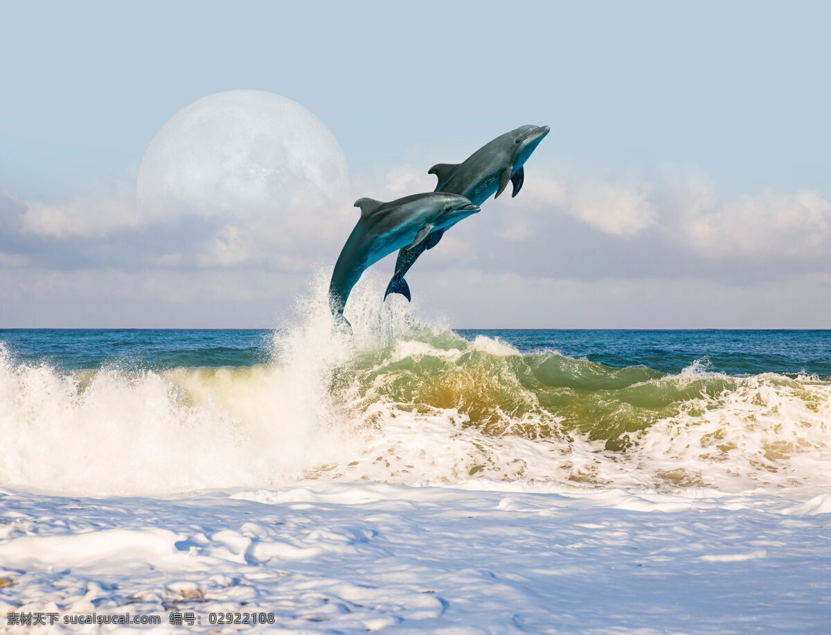 海面 上 跳跃 海豚 高清 大海 海水 海浪 浪花 海景