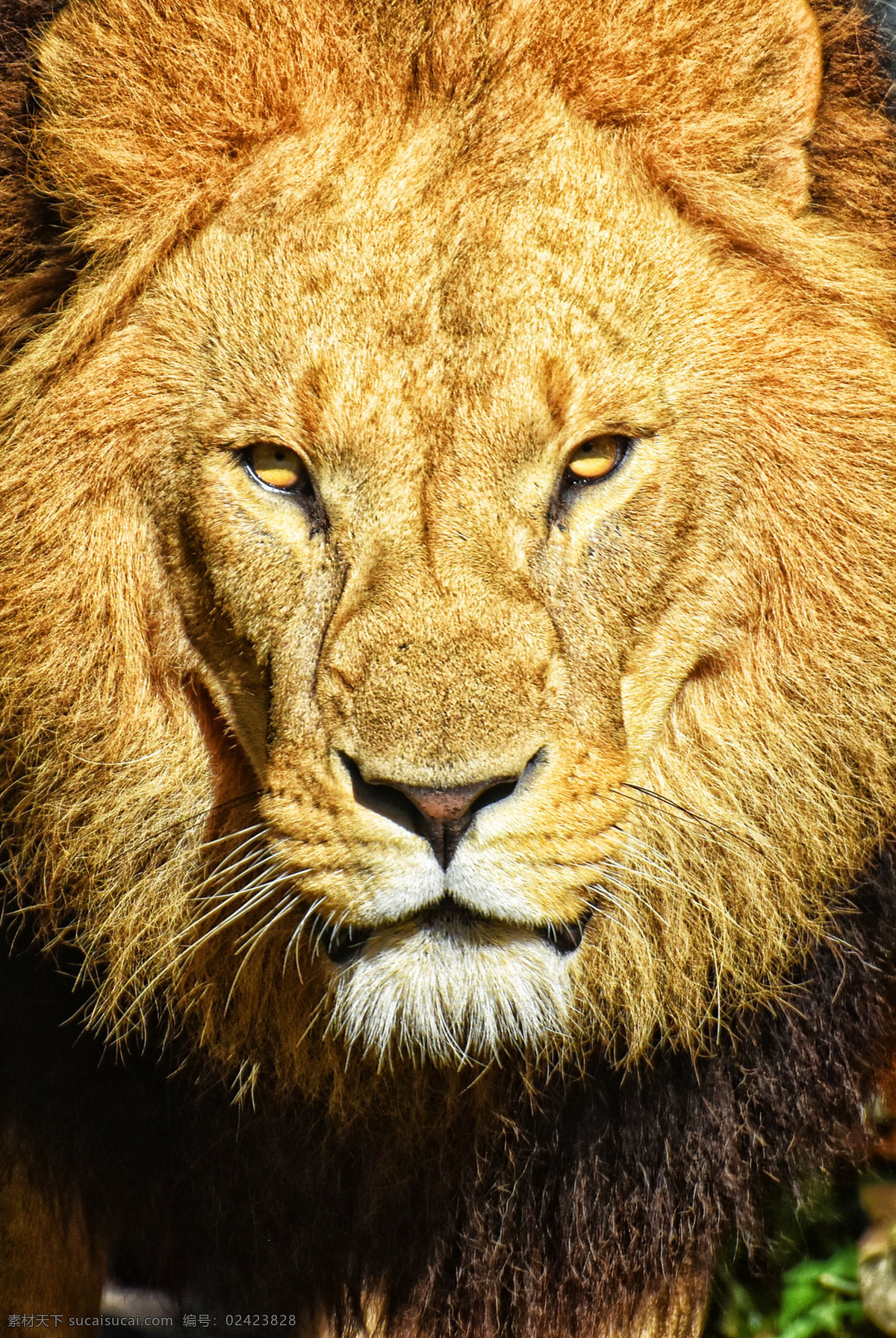 狮子 panthera leo 狮 lion 狻猊 大型猫科动物 哺乳动物 猫科动物 亚洲狮 非洲狮 刚果狮 加丹加狮 肯尼亚狮 喀麦隆狮 克鲁格狮 巴巴里狮 北非狮 阿特拉斯狮 开普狮 努比亚狮 罗斯福狮 塞内加尔狮 索马里狮 卡拉哈里狮 洞狮 雄狮