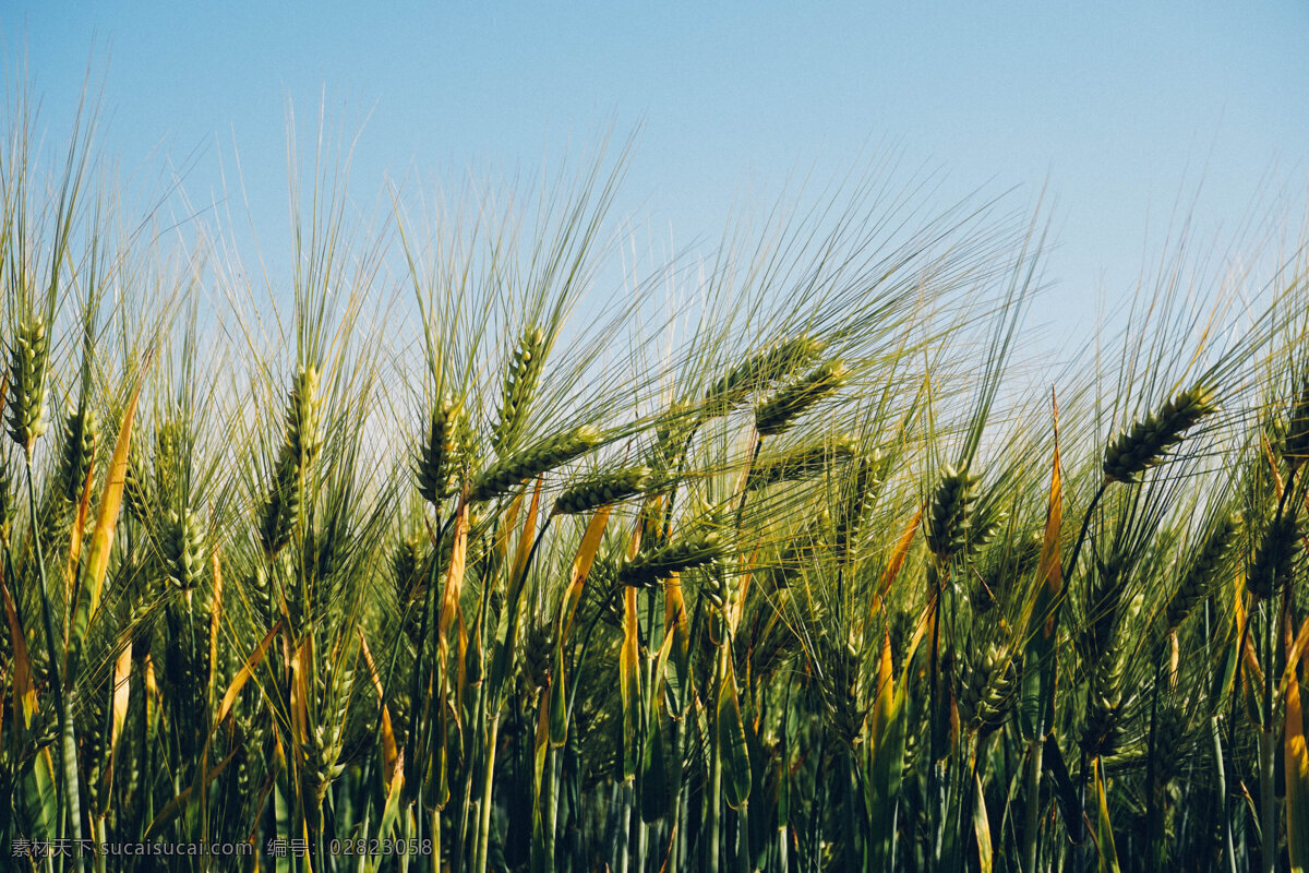农业 领域 小麦 农业领域 农业小麦 农作物 绿色 自然景观 田园风光