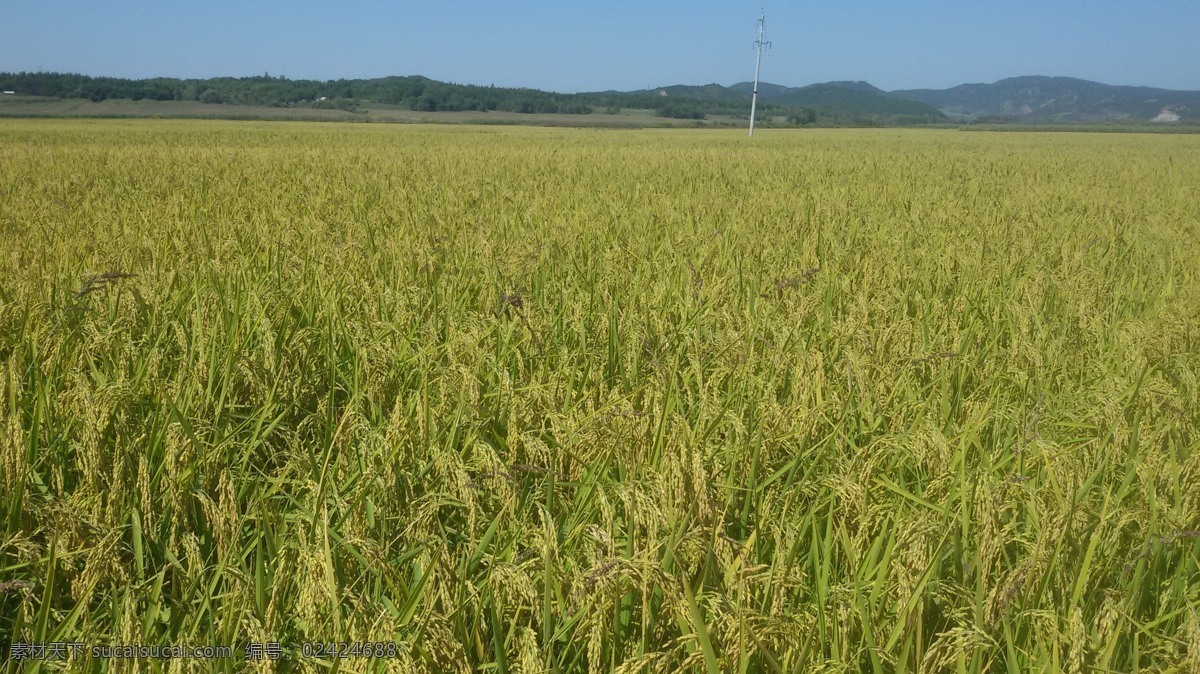 水稻 稻田 水田大米 粮食 农业 禾苗 稻谷 五常 植物 自然景观 田园风光
