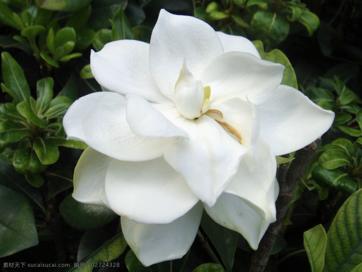 栀子花 白色花 黄色 花心 绿叶 花草 生物世界