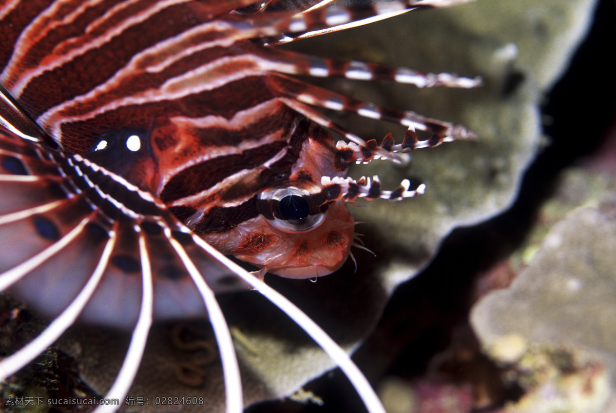 海洋生物 海底世界 海洋 礁石 生物世界 鱼 鱼类 珊蝴礁石 珊蝴 海底景色