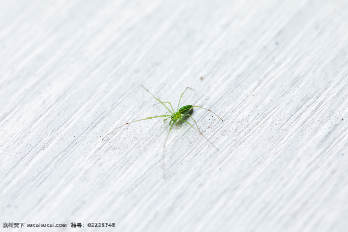 蜘蛛 绿色 纹理 白色 微距 生物世界 昆虫