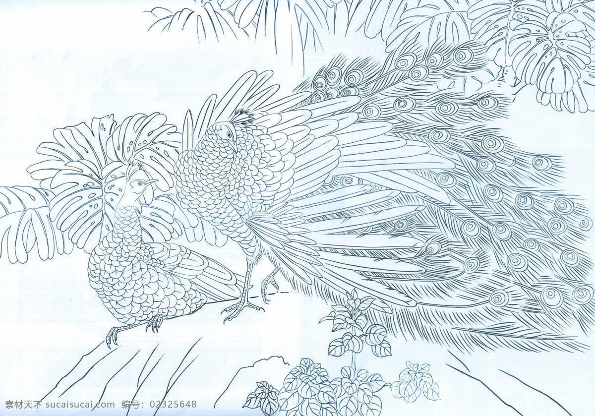 孔雀 中国工笔画 孔雀线图 石头 文化艺术 绘画书法 设计图库