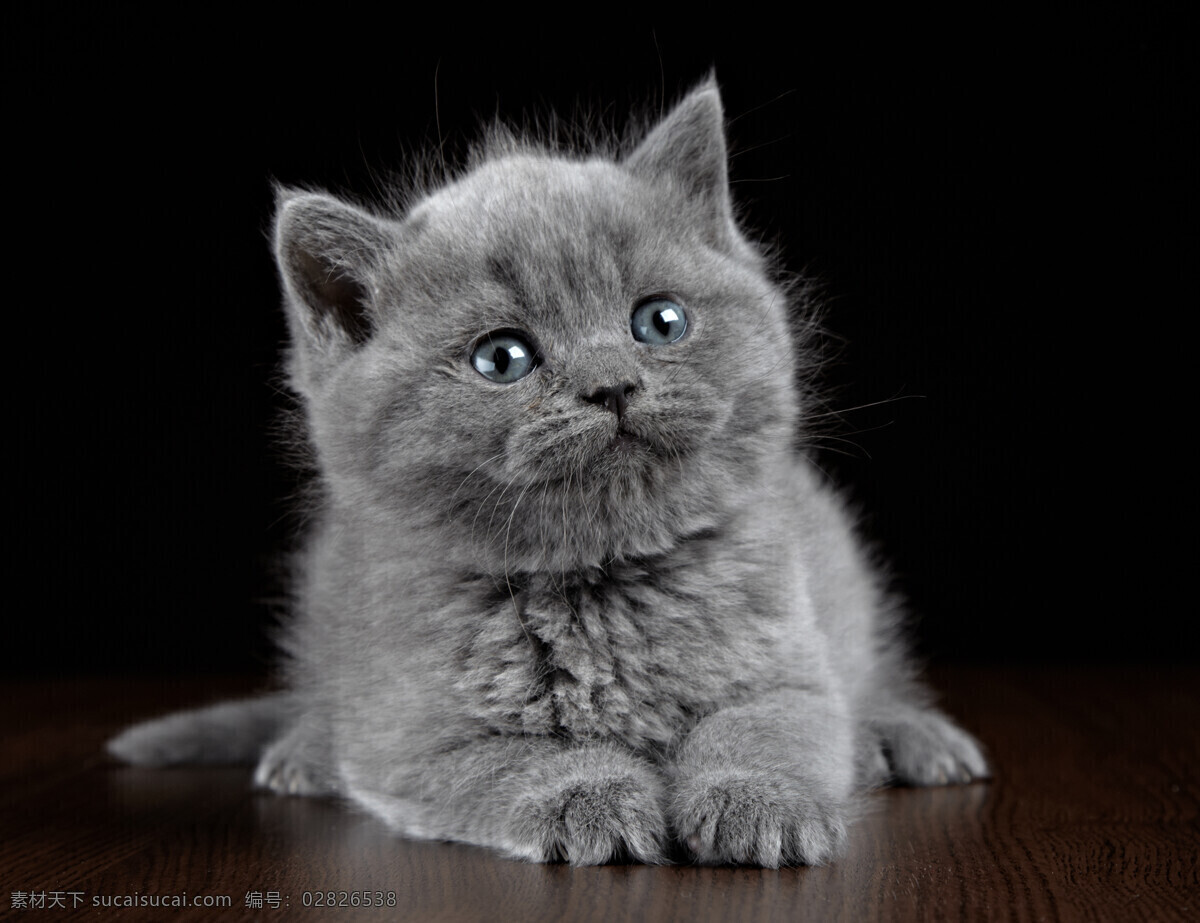 趴在 地板 上 小 猫咪 灰色猫咪 小猫 宠物 可爱动物 萌宠 动物摄影 猫咪图片 生物世界