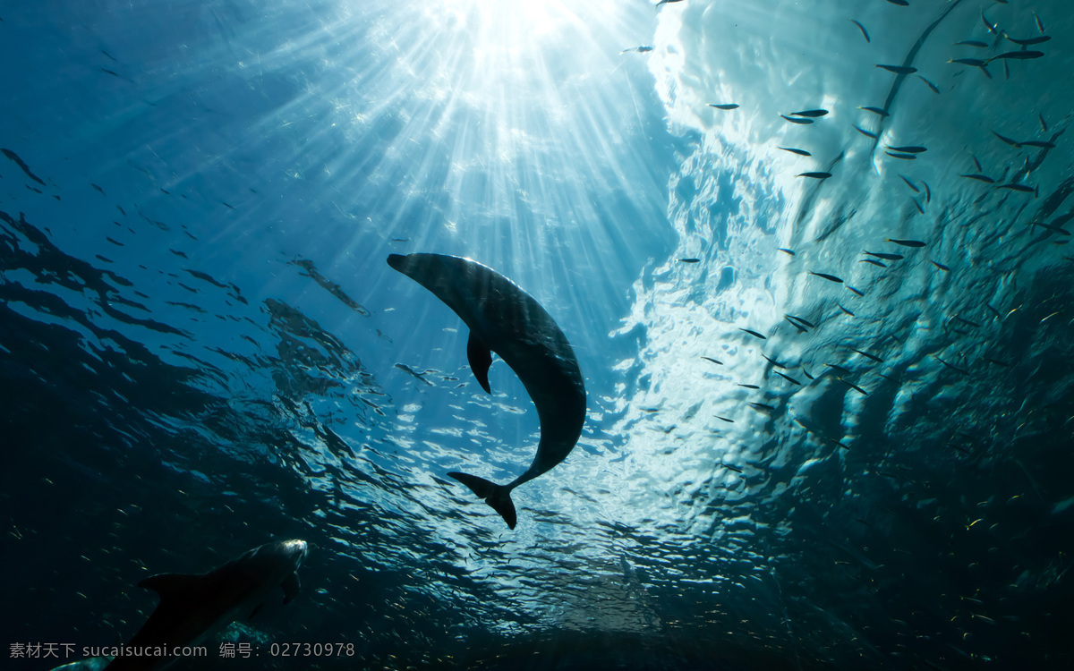 海豚 海底 海底世界 大海 海洋生物 小鱼 阳光 生物世界