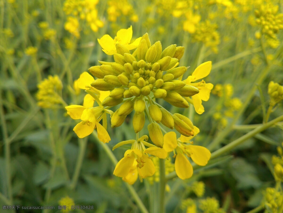 油菜花 春天 花草 金黄色 生物世界 鲜花 psd源文件