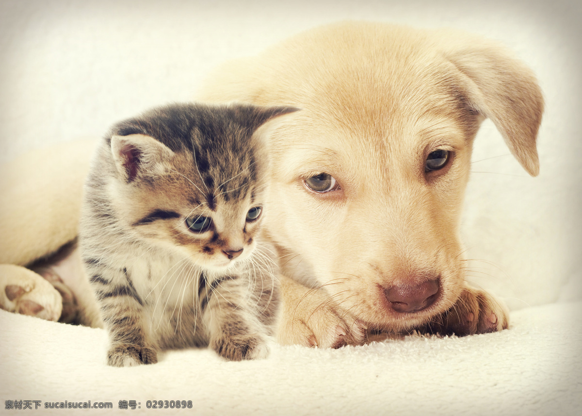 低头 狗 猫 小狗 狗狗 猫咪 小猫 草地 宠物 猫科动物 野生动物 动物世界 陆地动物 动物摄影 狗狗图片 生物世界