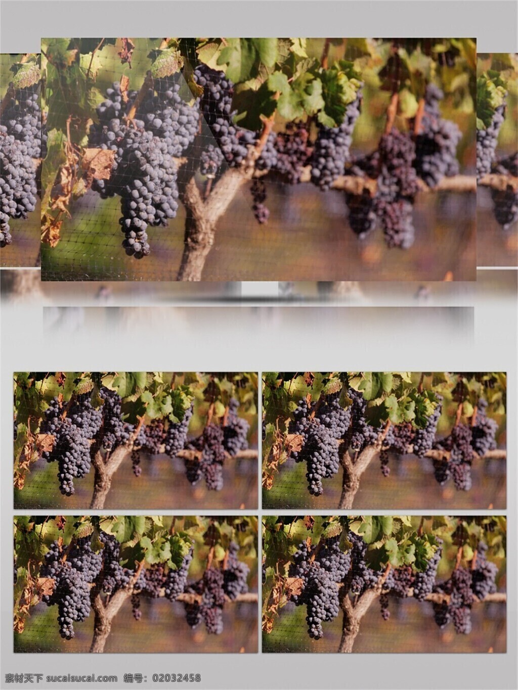 片 葡萄 基地 园 视频 音效 美味 紫色 葡萄基地 丰收 采摘 视频音效 葡萄丰收 葡萄种植 葡萄特写