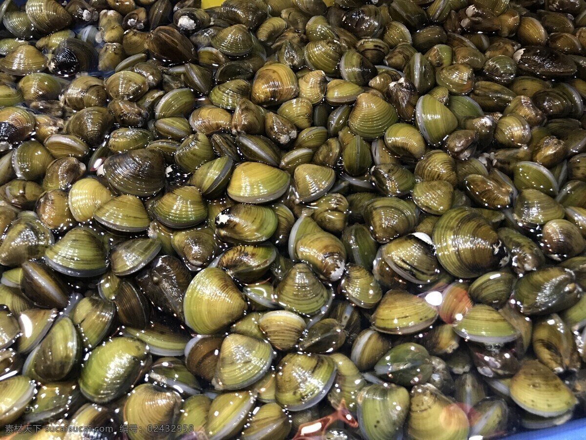 大黄沙蚬 贝壳 黄沙蚬 蚬 河蚬 河鲜 生物世界 海洋生物