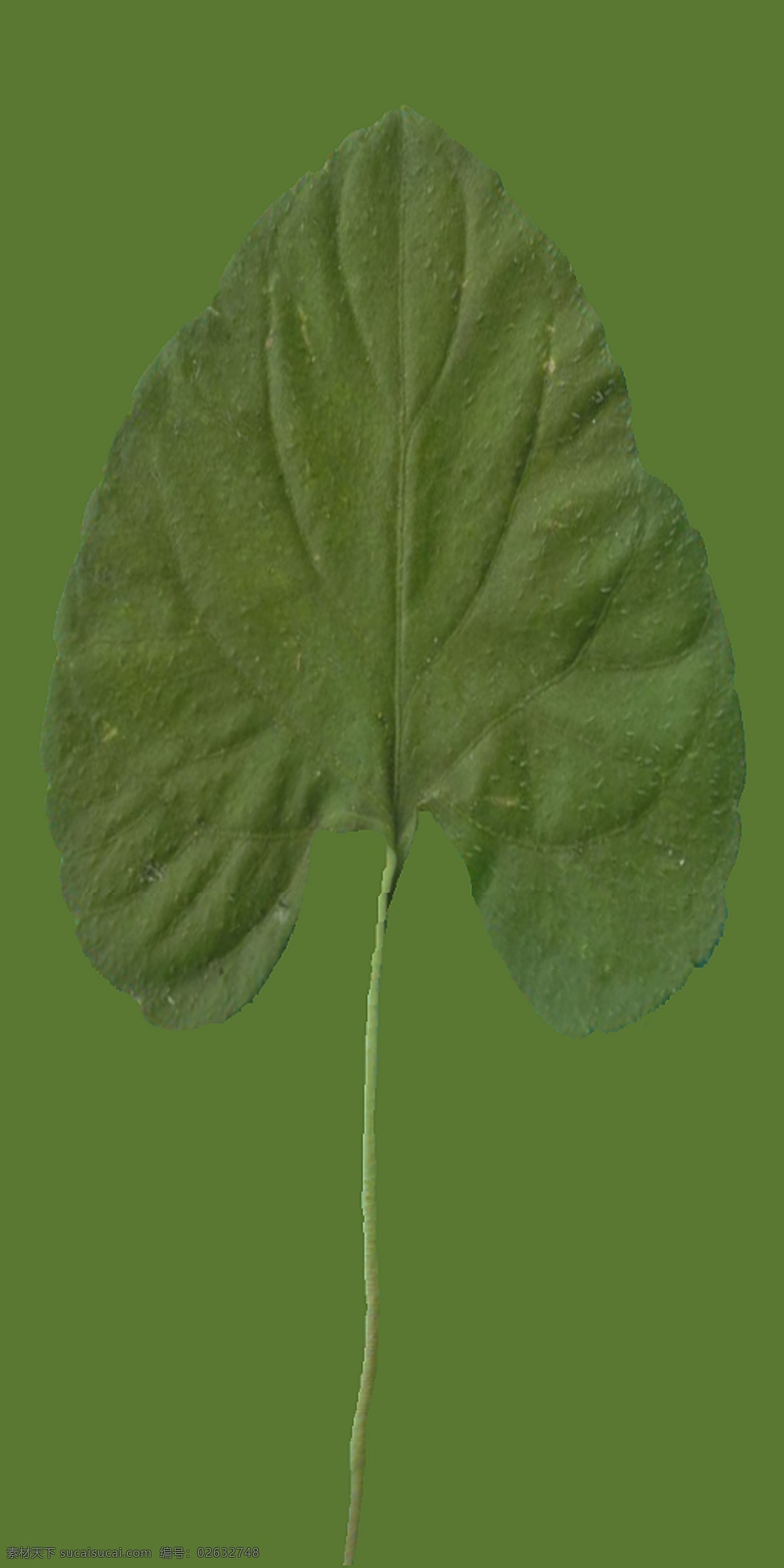 小型 花卉 植物 3d 模型 带 材质 3d模型素材 动植物模型