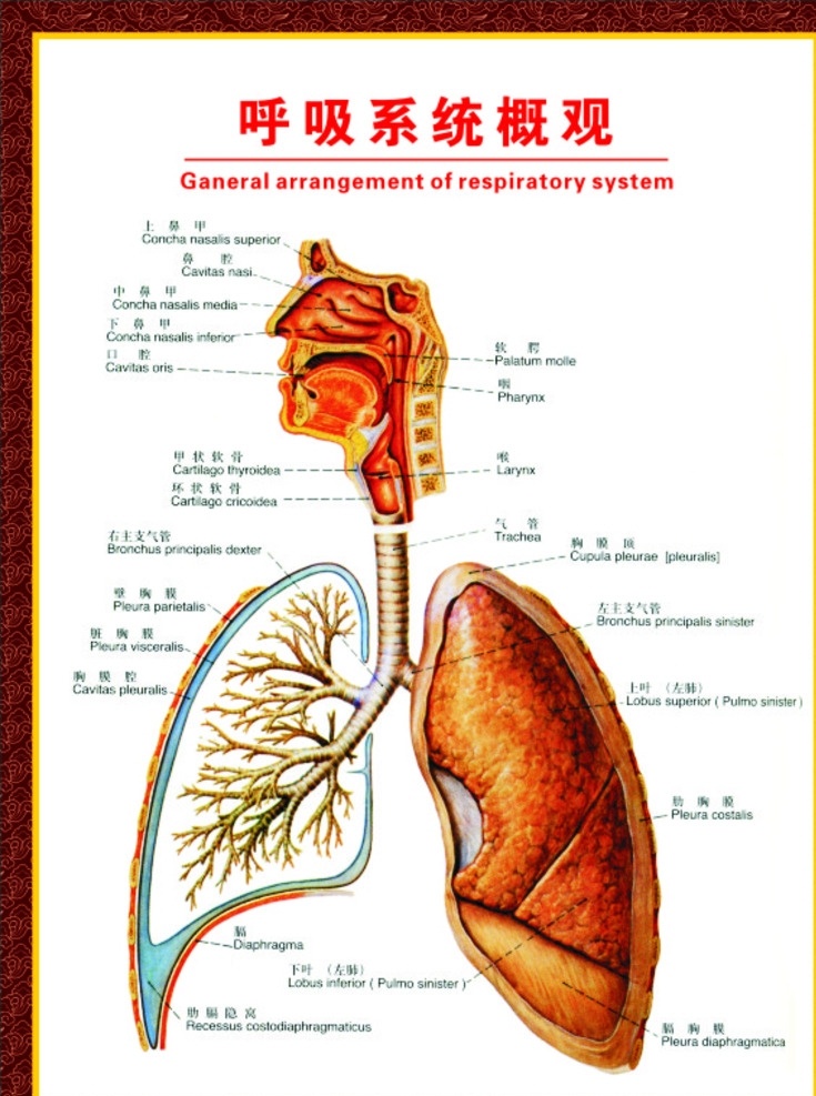 呼吸系统图示 医院诊断挂画 呼吸示意图 医疗用图 海报