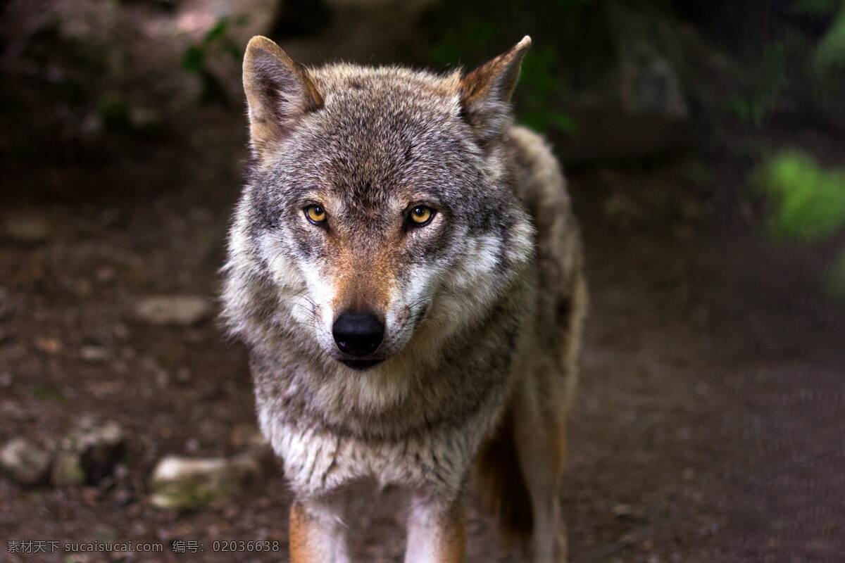 狼人 狼狗 动物 小狗 小猫 小牛 小马 狗狗宠物 高级动物 忠诚 可爱 淘气 懒 嘴巴嘟嘟 活波 灵性 特 写 壁纸 野生动物 狮子 猛兽 凶猛 动物园 爬行动物 生物世界
