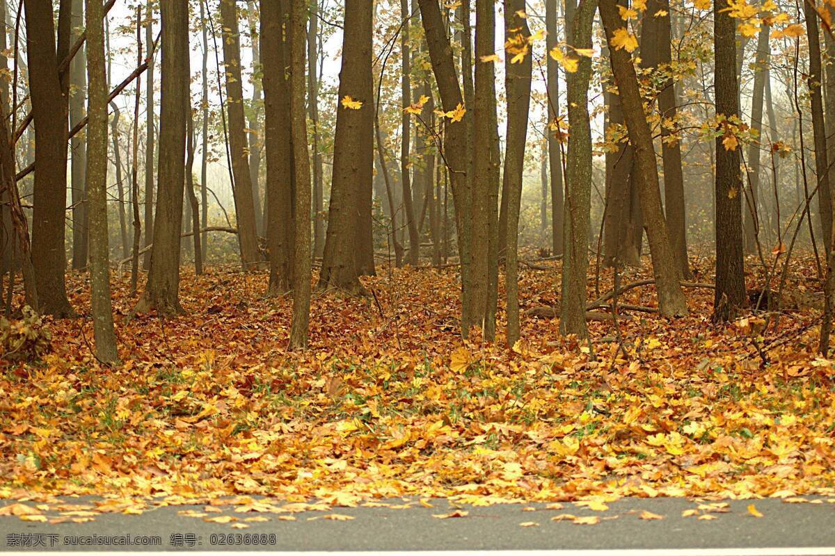 秋季落叶景色 落叶 秋季风景 树木 自然风景 美景 树叶 黄叶 自然景观 黑色