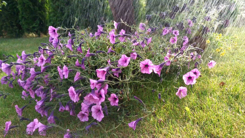 实拍 狂风暴雨 下 坚强 盛开 花丛 视频 植物