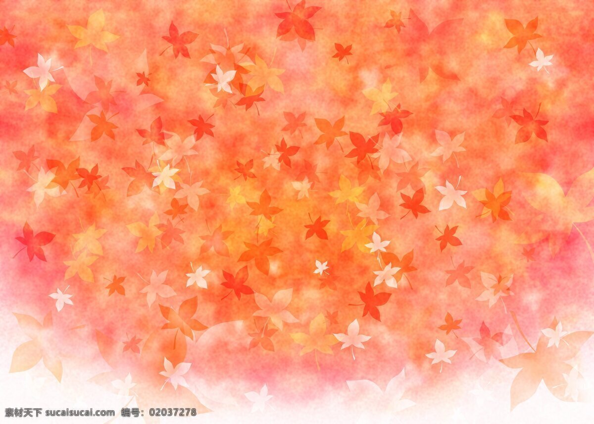 秋季 红 枫叶 海报 背景 树叶 橙色