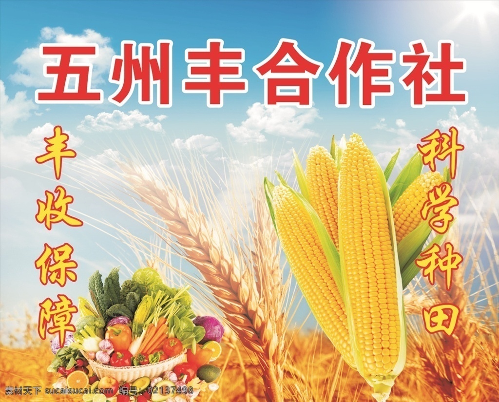 合作社海报 合作社 玉米 玉米棒 麦穗 水果蔬菜 丰收 种田 海报啊