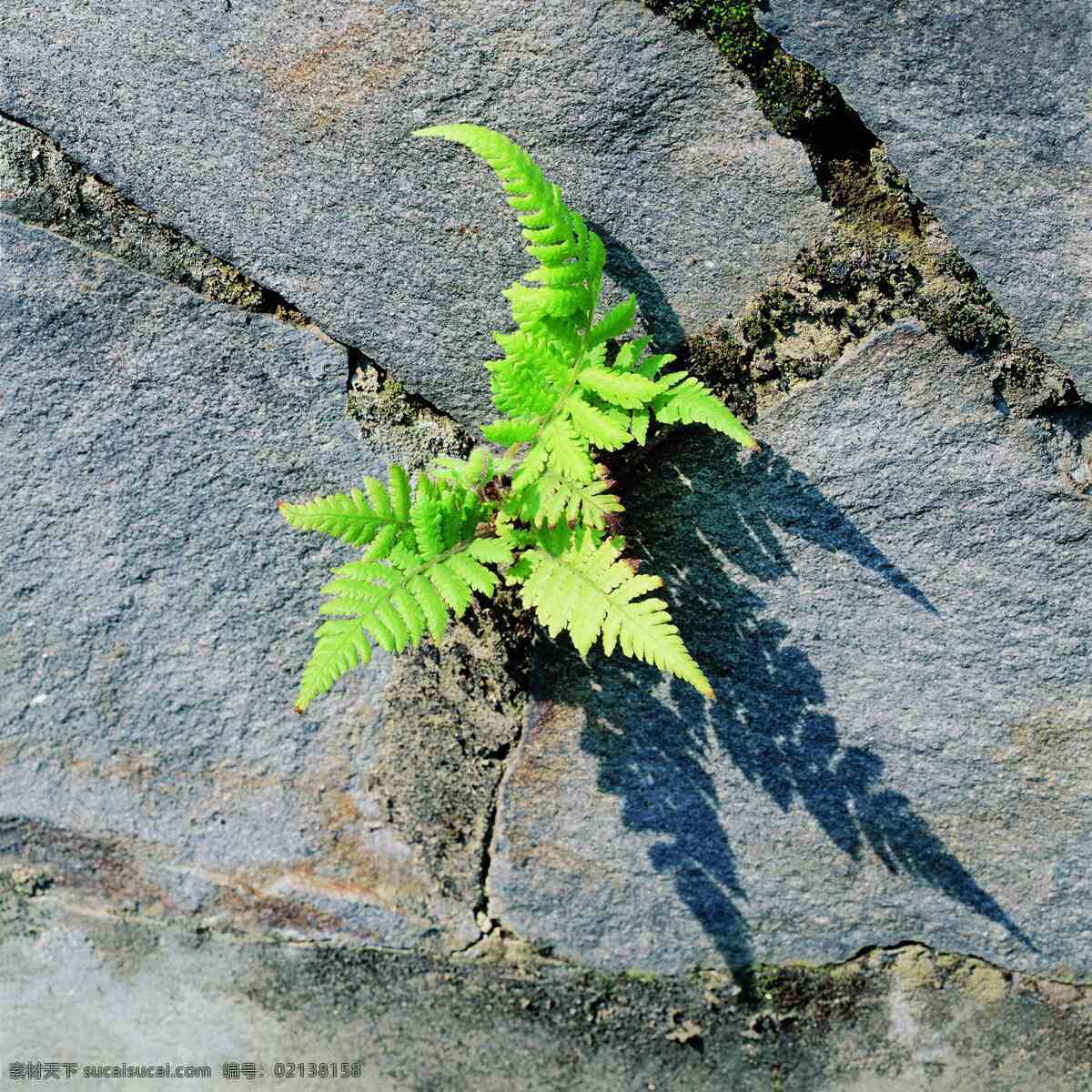 生命的力量 石逢生长 绿叶 顽强 独秀 花草 生物世界