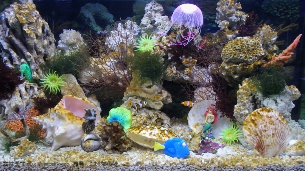 视频背景 实拍视频 视频 视频素材 视频模版 海底 世界 海底世界 鱼缸 动物 金鱼