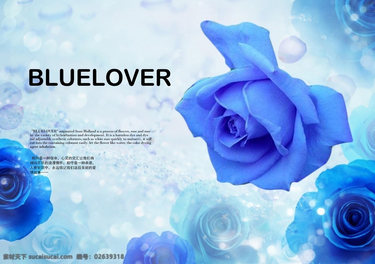 分层 文件 rgb模式 可编辑图片 蓝色妖姬 背景蓝色妖姬 玫瑰 蓝色玫瑰 玫瑰花 花卉 插花 花艺 花品