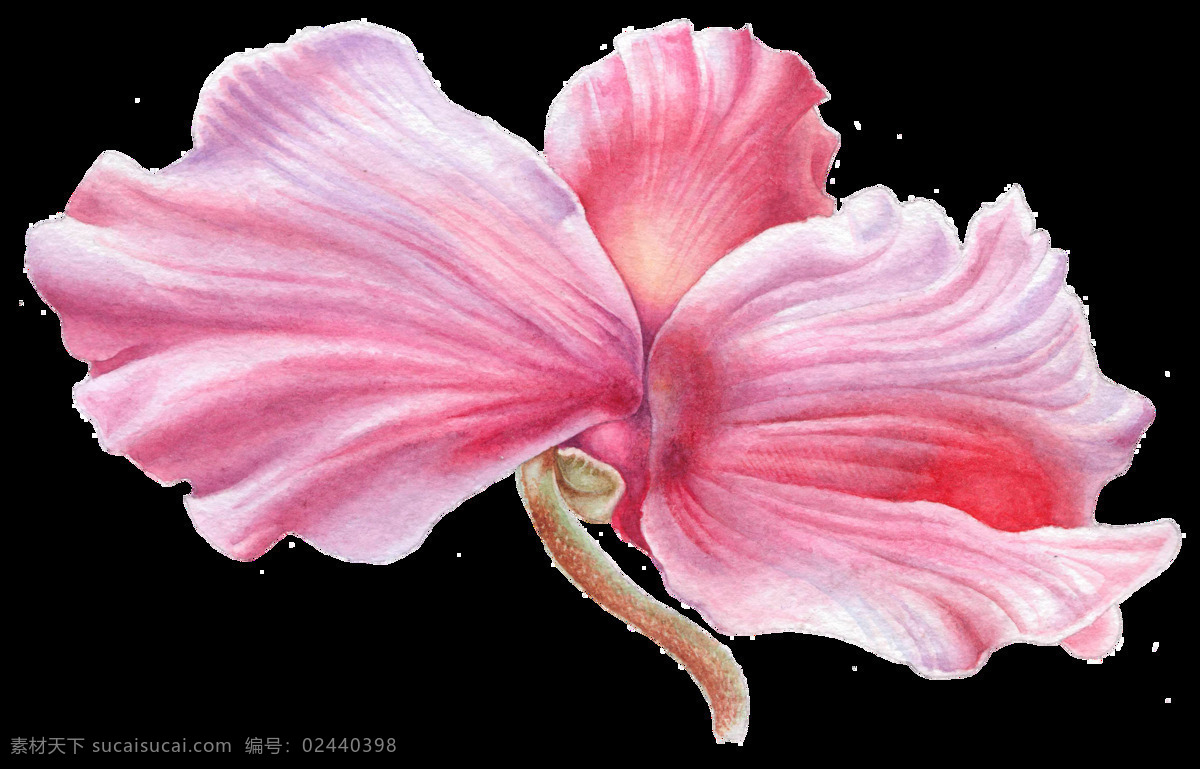 手绘 木芙蓉 花 透明 逼真 粉红色 花纹 立体 免扣素材 水彩 透明素材 唯美 装饰图案