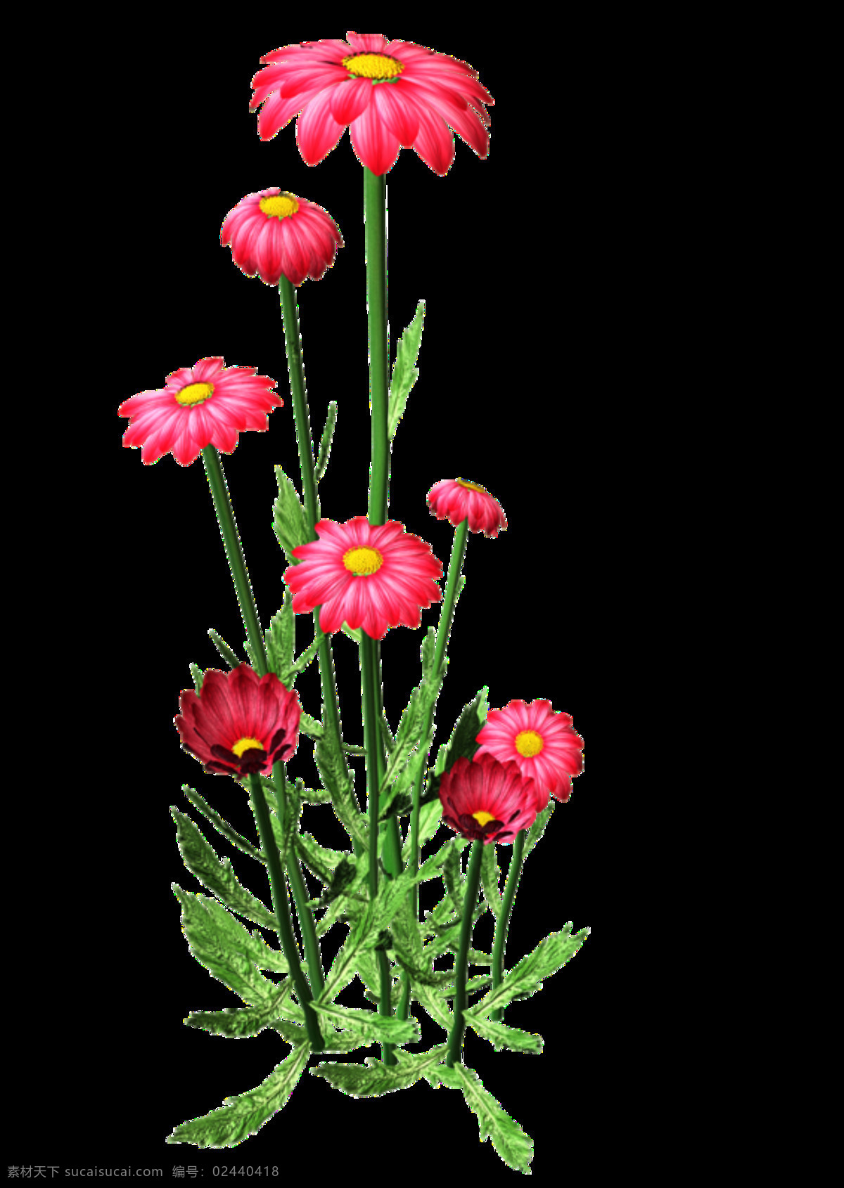美丽 动人 手绘 菊花 装饰 元素 花瓣 花朵 花枝 绿色植物