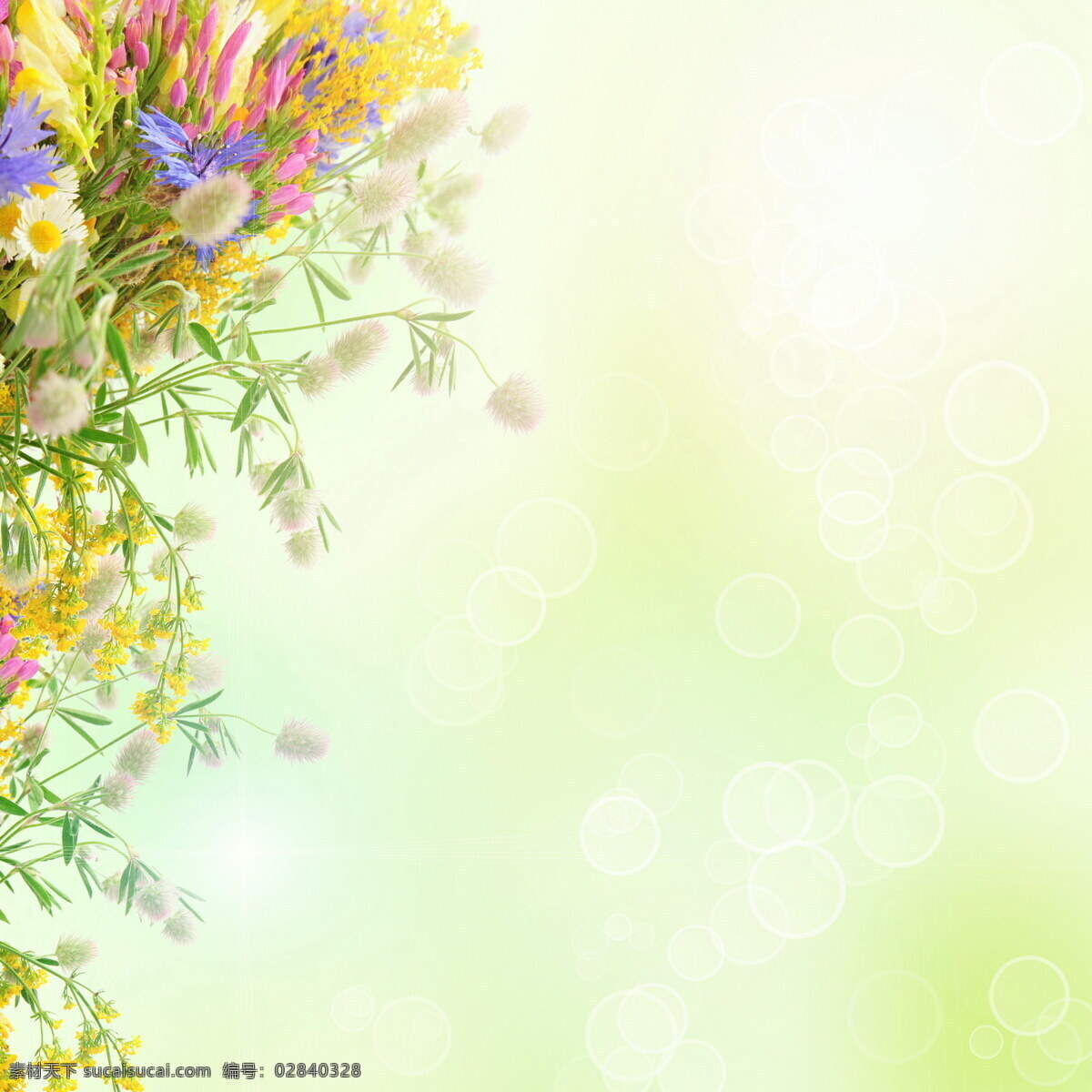 花卉背景图 花卉背景 鲜花背景 花朵背景 花卉 鲜花 花朵 白色花朵 白花 花草 植物